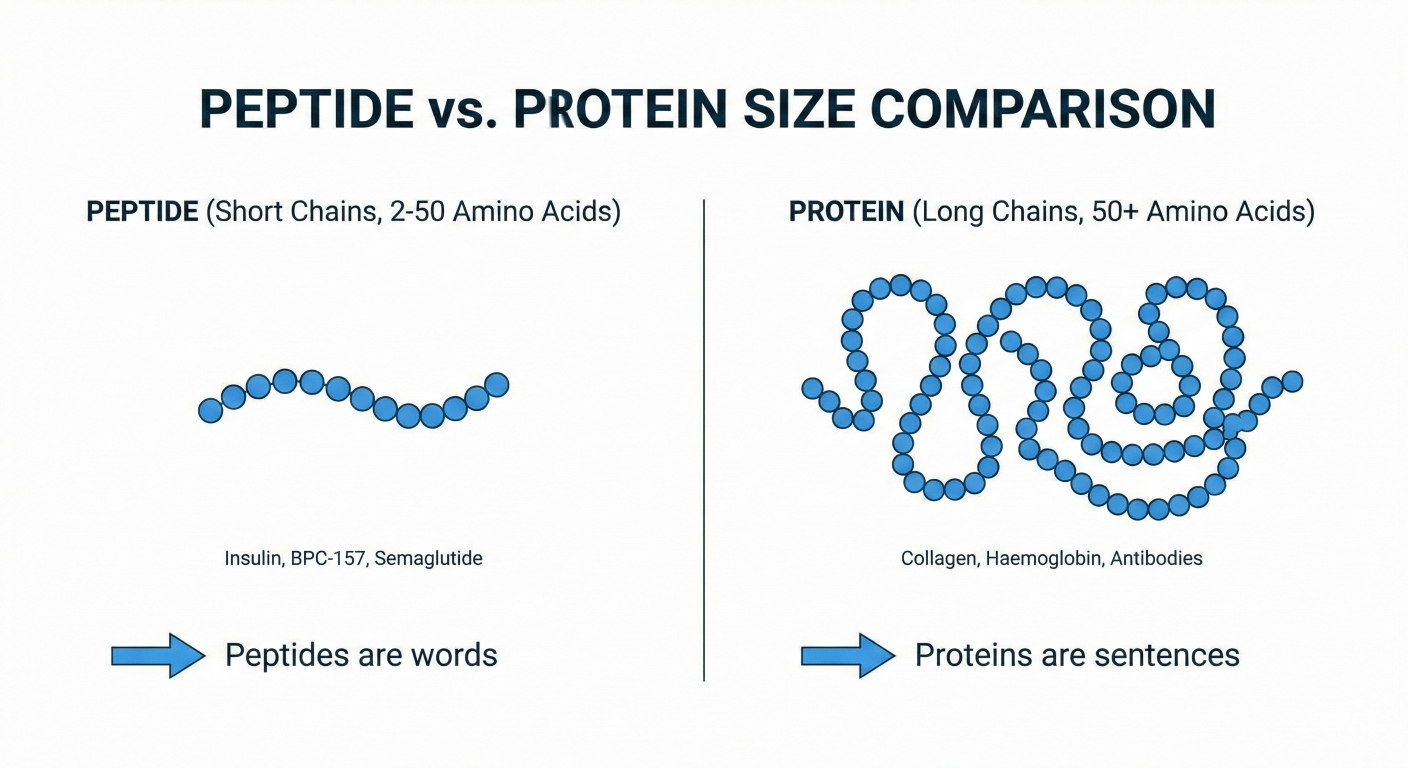 Сравнение: пептид vs протеин (размер)